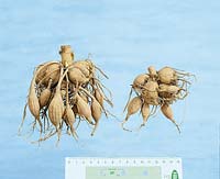 Knollen / dry tubers Dahlia in 2 sizes