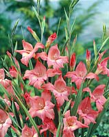 Gladiolus tubergenii Charming Beauty