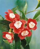 Camellia Tinsie