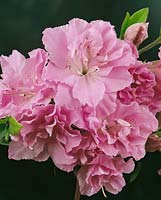 Rhododendron Elsie Lee