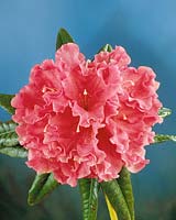 RHODODENDRON BROUGHTONII