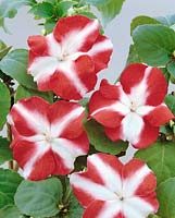 IMPATIENS ACCENT RED STAR