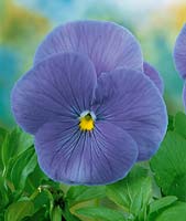 Viola-Wittrockiana-Hybriden Holland Giant blue