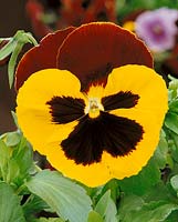 Viola-Wittrockiana-Hybriden Red & Yellow with eye