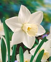 Narcissus Large Cupped White Plume