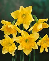 Narcissus Split Corona Mondragon