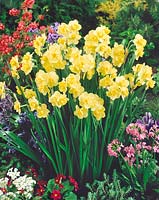 Narcissus Double Yellow Cheerfulness