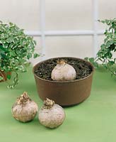 Zwiebeln / dry bulbs Hyacinthus plant instruction 1