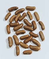 Bohnen-Samen / Phaseolus vulgaris Morgane