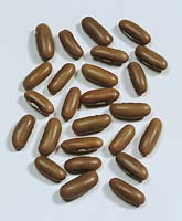 Bohnen-Samen / Phaseolus vulgaris Argus