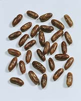 Bohnen-Samen / Phaseolus vulgaris Olympus