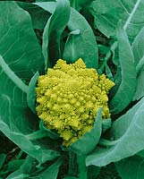 Karfiol / Brassica oleracea con.botrytis Shannon