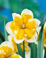 Narcissus Split-Corona Orangery