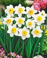 Narcissus Large Cupped Flower Record