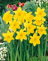 Narcissus Trumpet Golden Harvest