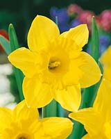 Narcissus Trumpet Golden Harvest