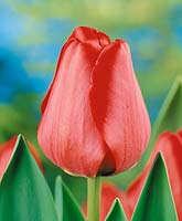Tulipa Darwin Hybrid Apeldoorn