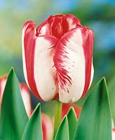 Tulipa Single Late Union Jack