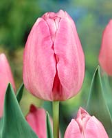 Tulipa Single Late Pink Supreme