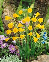 Bulbocodium Narcissus