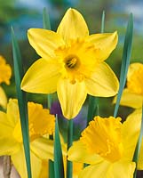 Narcissus Large Cupped Yellow Sun