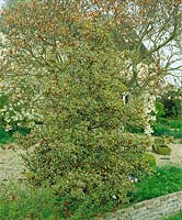 Ilex aquifolium Argentea Marginata