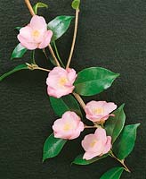 Camellia Paradise Pastell Rose