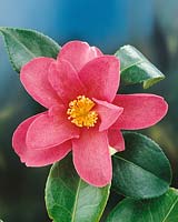 Camellia sasanqua Hiryu 