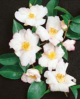 Camellia sasanqua Paradise Yoimachi