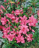 Rhododendron Rosa King