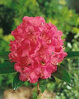 RHODODENDRON BROUGHTONII / RED