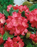 Rhododendron Morgenrot