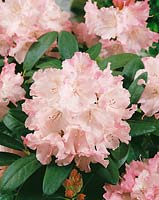 Rhododendron Marlis
