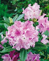 Rhododendron campanulatum Susan