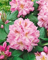 RHODODENDRON FORTUNEI JANET BLAIR