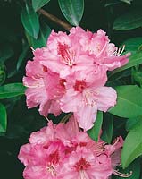 Rhododendron Albert Schweitzer