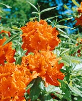 Rhododendron Hotspur Orange (Azalea)