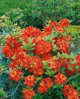 Rhododendron Fireball