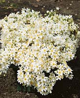 Clematis × cartmanii White Carpet