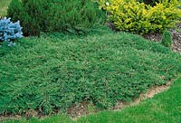 Juniperus communis Repanda