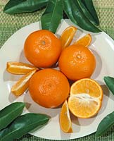 Tangerine / Citrus tangerina type Fairchild