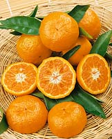 Santaro Orange / Citrus reticulata Emperor