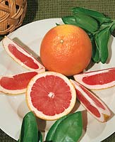 Grapefruit / Citrus x paradisi Rio Red