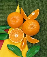 Santaro Orange / Citrus reticulata