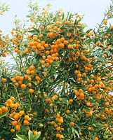 Kumquat Nagami / Fortunella margarita