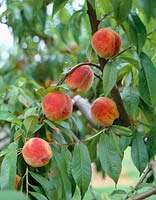 Prunus persica var. persica Garnet Beauty
