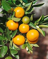 Kumquat Nagami/ Fortunella margarita