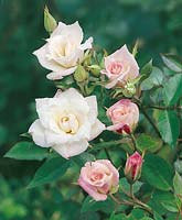 Rosa Peachy White