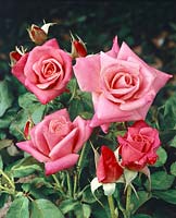 Rosa Pink Bountiful
