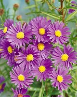 Aster Coombe Rosemary